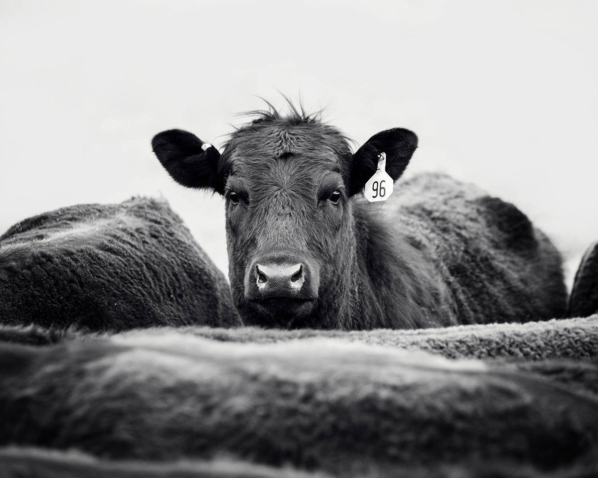 Cattle Photograph