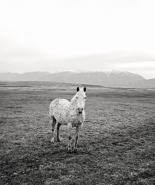 Appaloosa Pasture Horse
