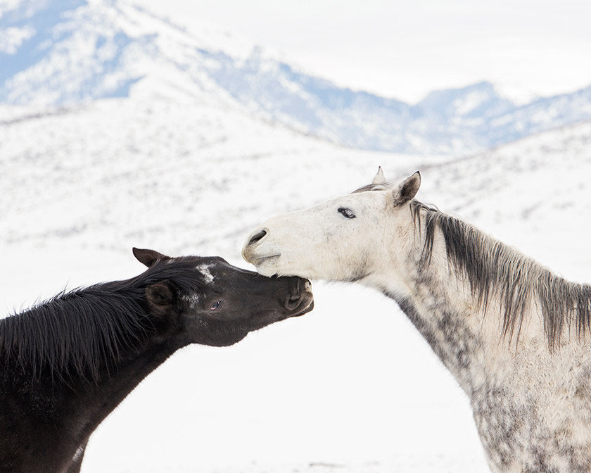 Horses in Snow Print