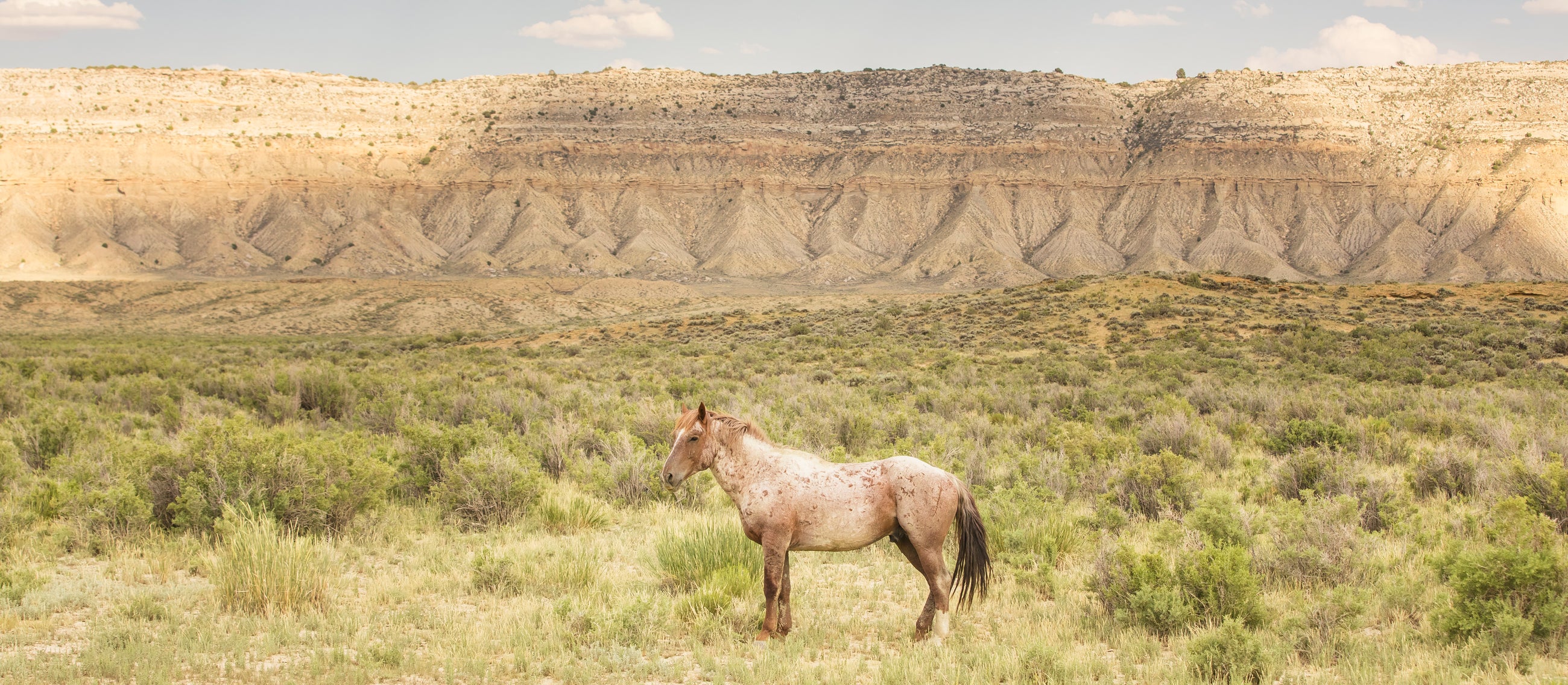 Horses in Color