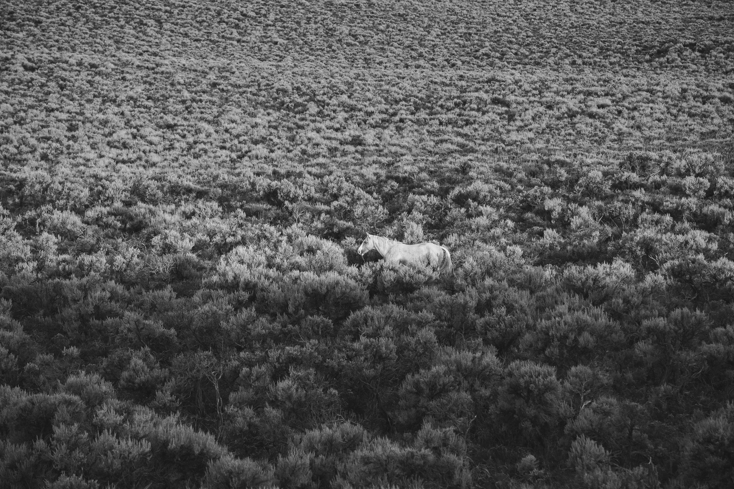 Horses in Black and White