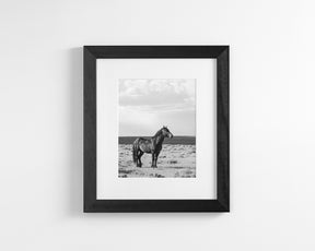 Black Stallion Alert