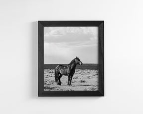 Black Stallion Alert