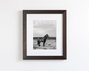 Black Stallion Alert