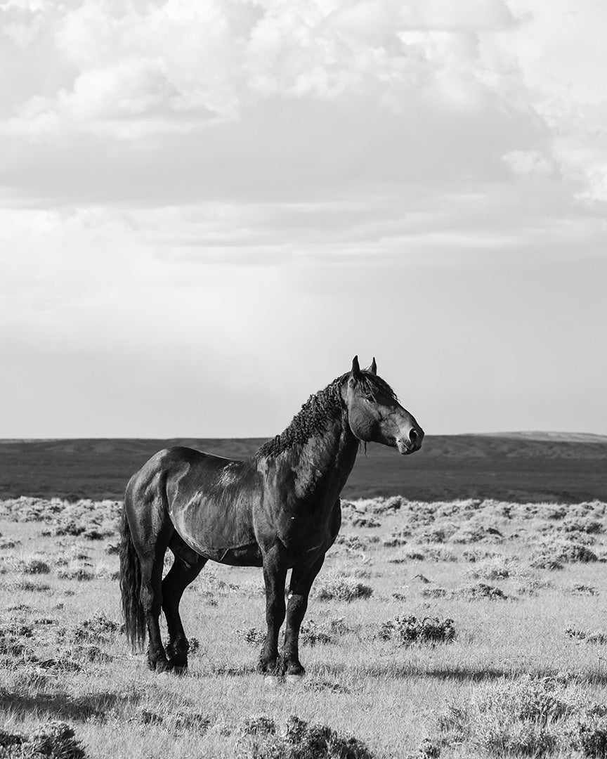 Black Stallion Alert