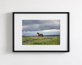 Mustang and Approaching Storm Photograph