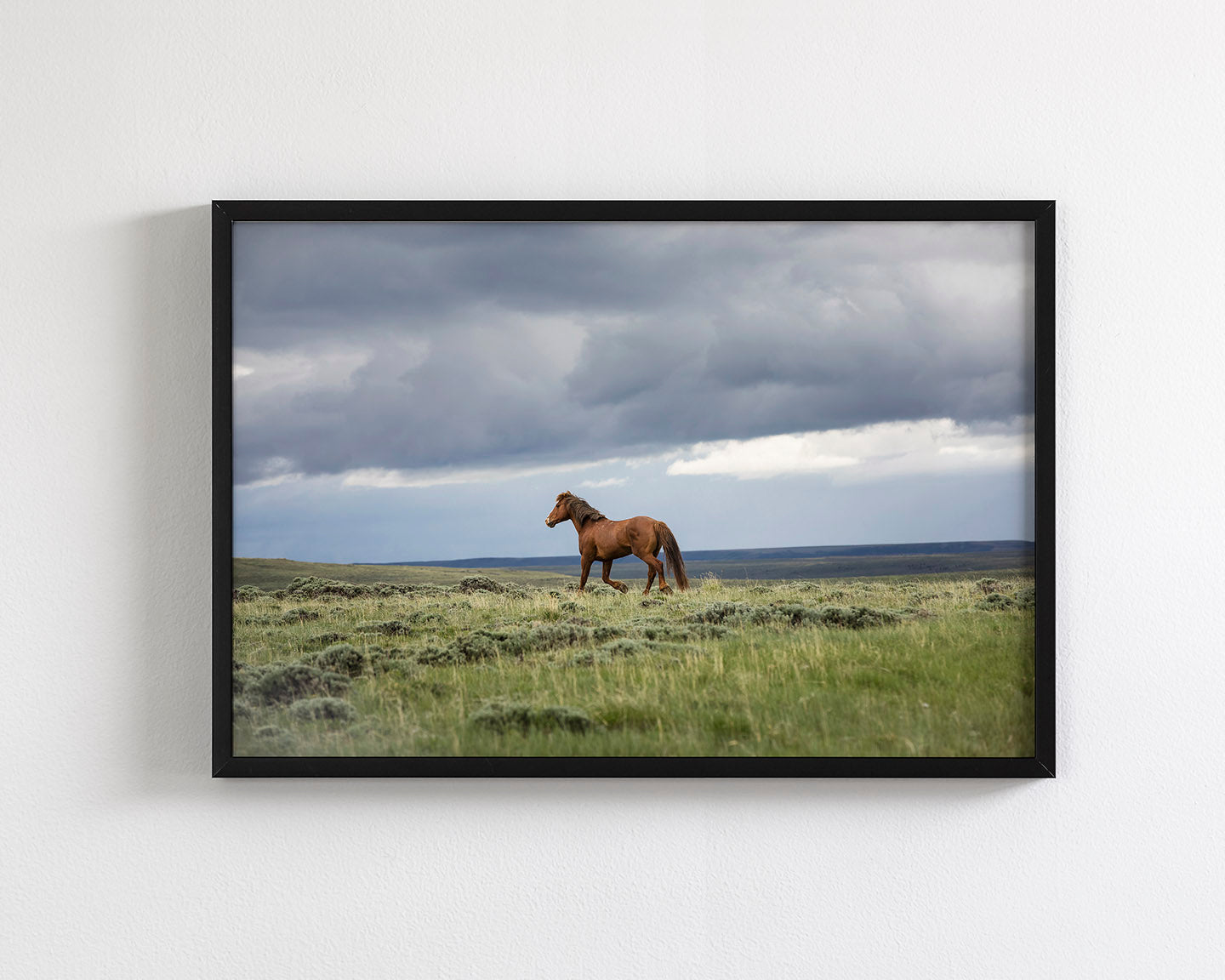 Mustang and Approaching Storm Photograph