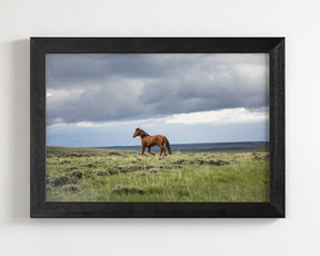 Mustang and Approaching Storm Photograph