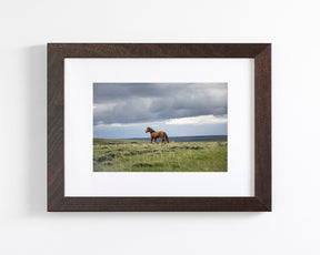 Mustang and Approaching Storm Photograph