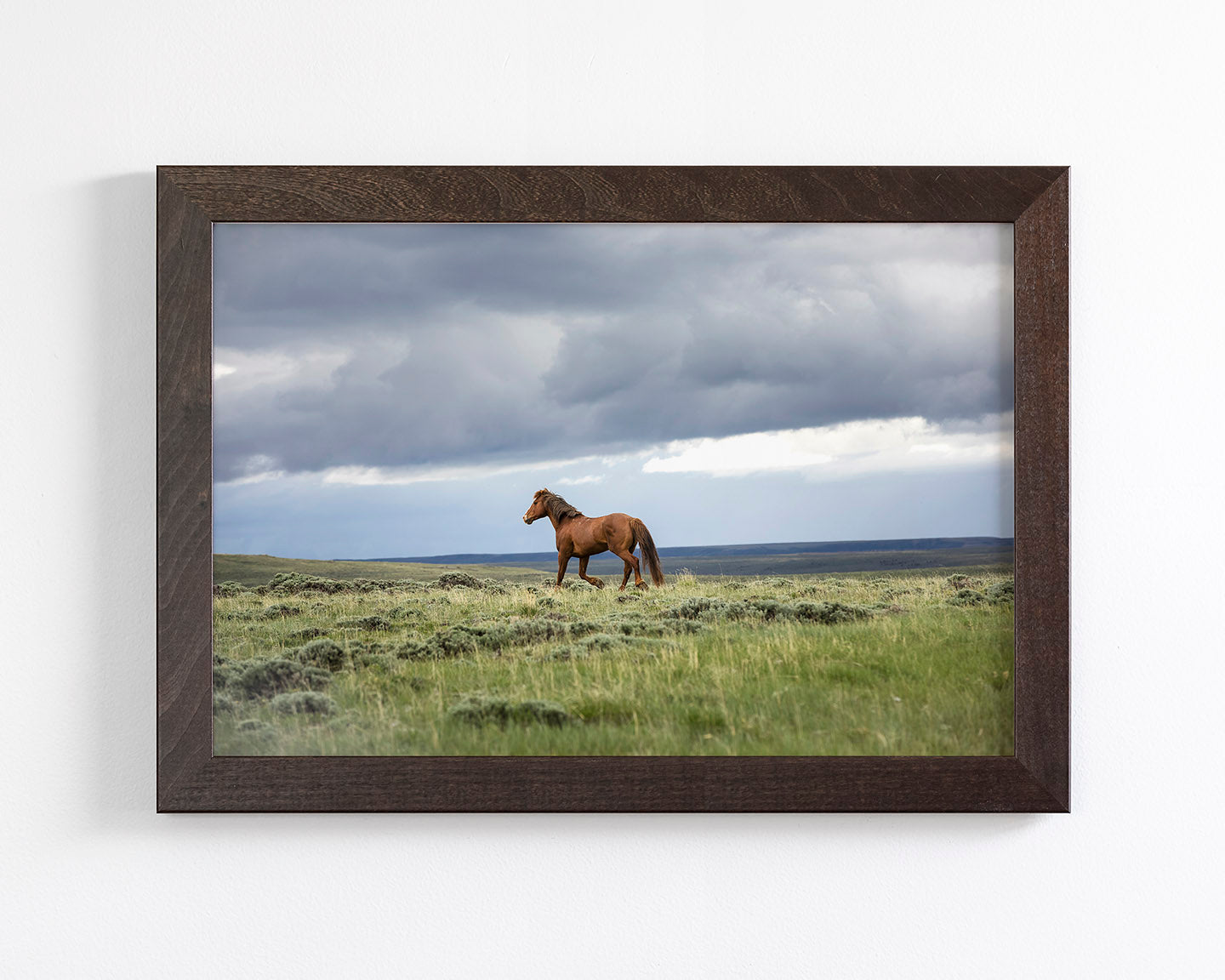 Mustang and Approaching Storm Photograph