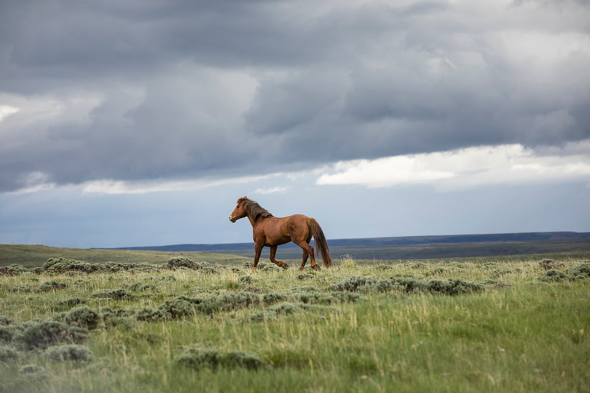 Mustang and Approaching Storm Photograph