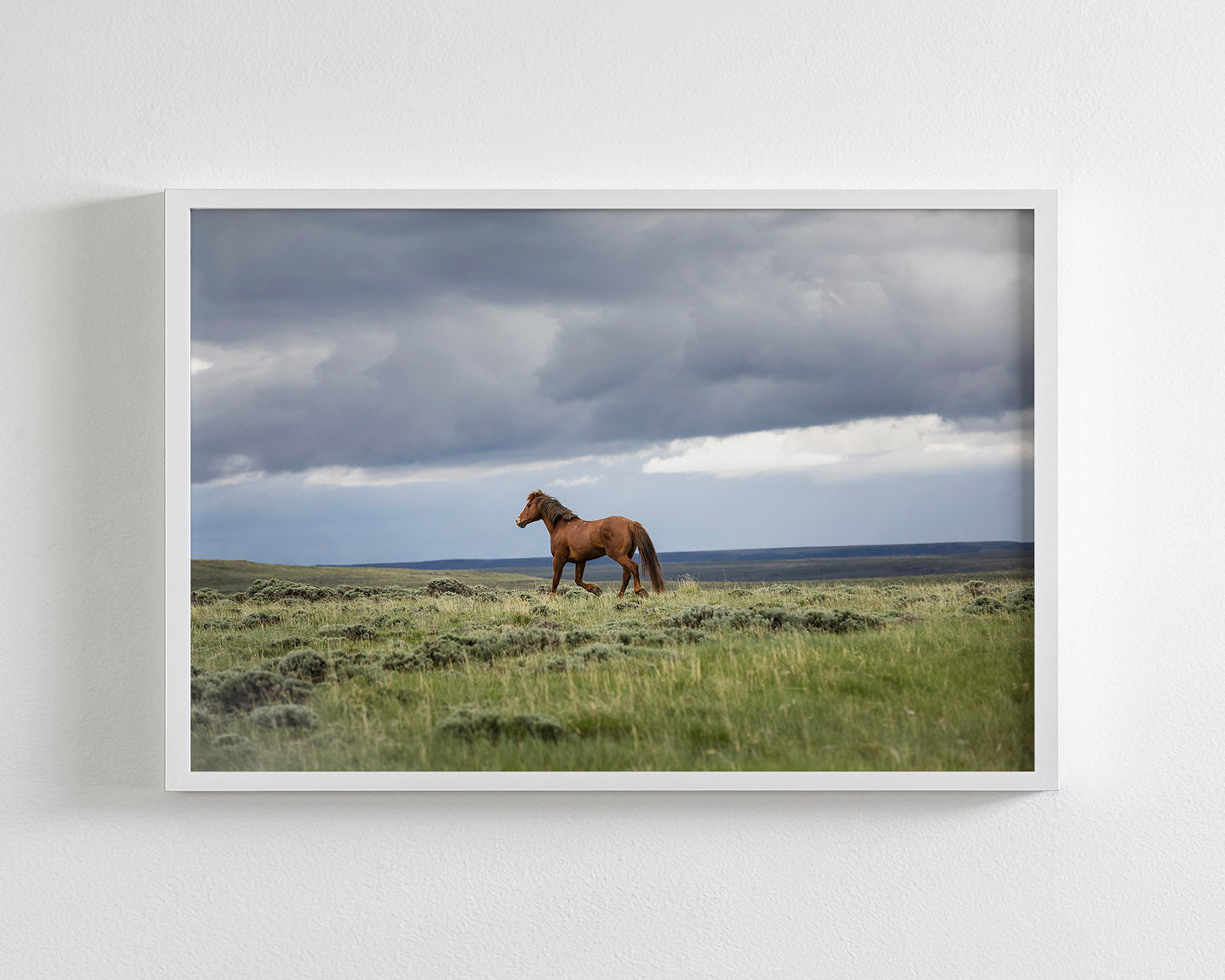 Mustang and Approaching Storm Photograph