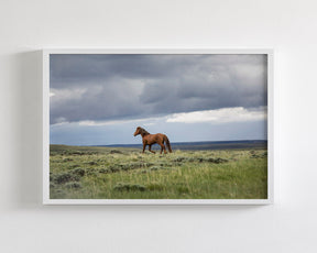 Mustang and Approaching Storm Photograph