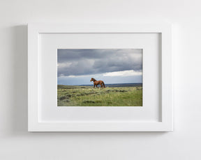 Mustang and Approaching Storm Photograph