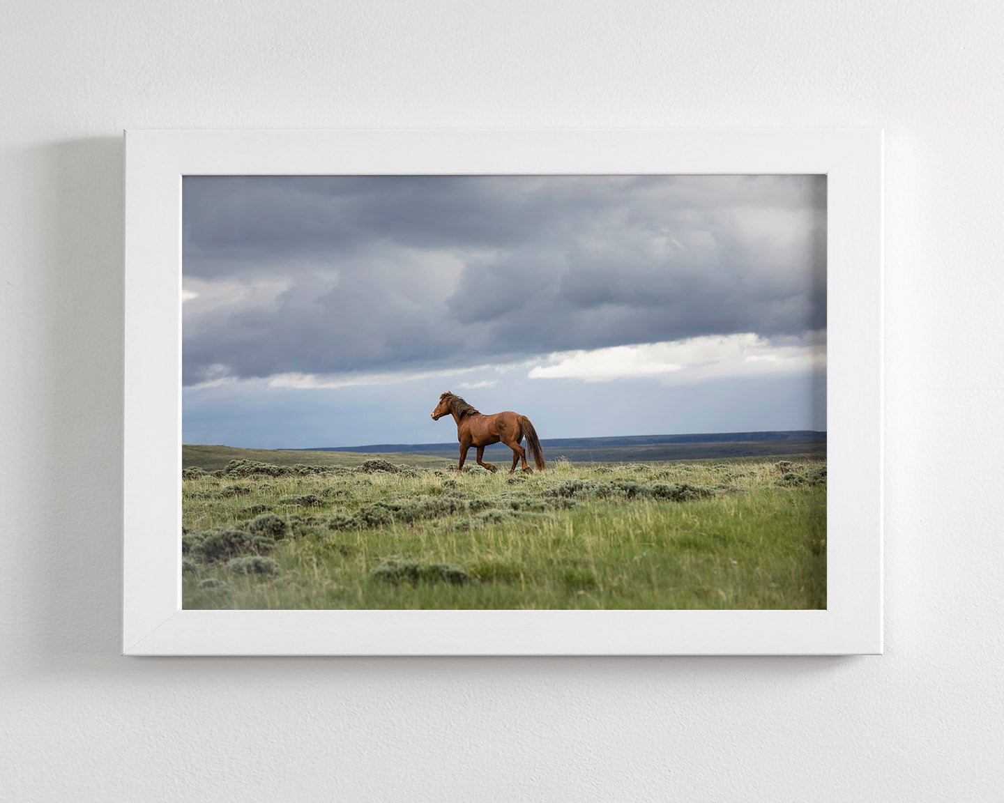 Mustang and Approaching Storm Photograph