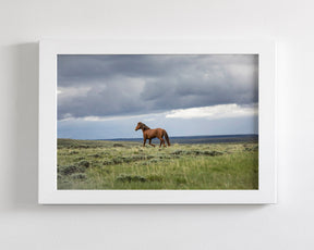 Mustang and Approaching Storm Photograph