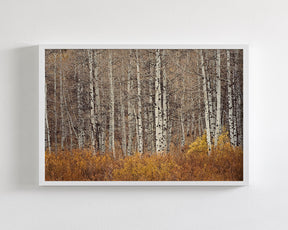 Autumn Aspen Trees