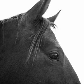 Black Horse Profile