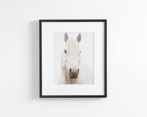 White Horse, Beautiful Gaze