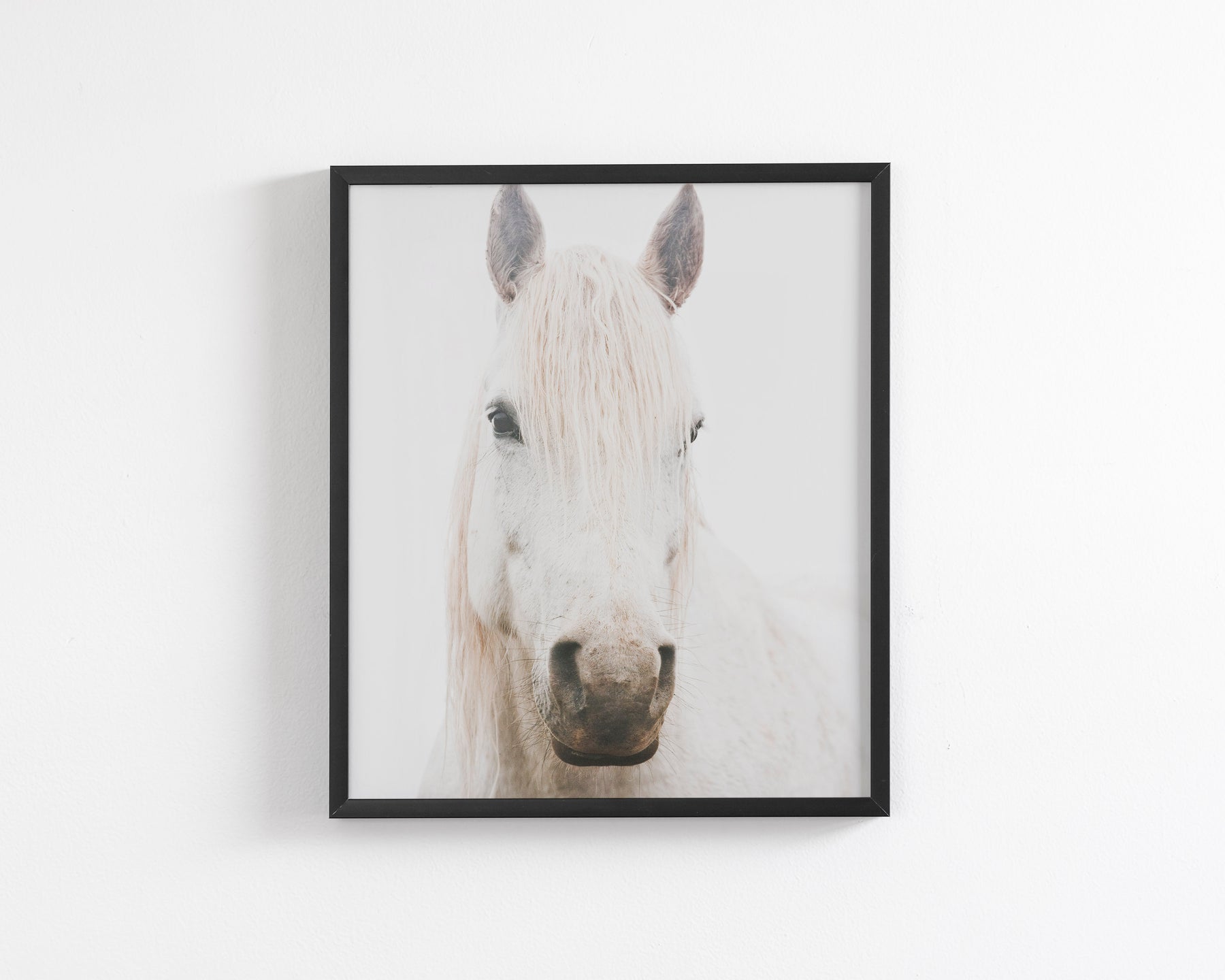 White Horse, Beautiful Gaze
