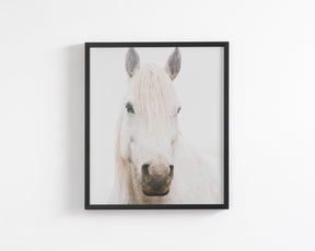 White Horse, Beautiful Gaze