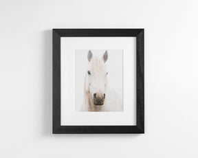 White Horse, Beautiful Gaze