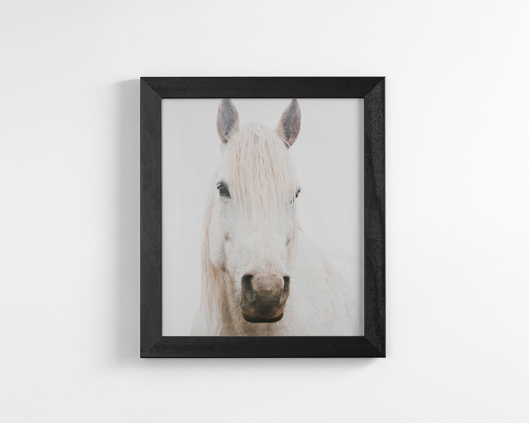 White Horse, Beautiful Gaze