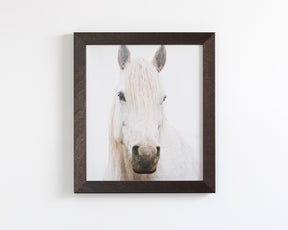 White Horse, Beautiful Gaze