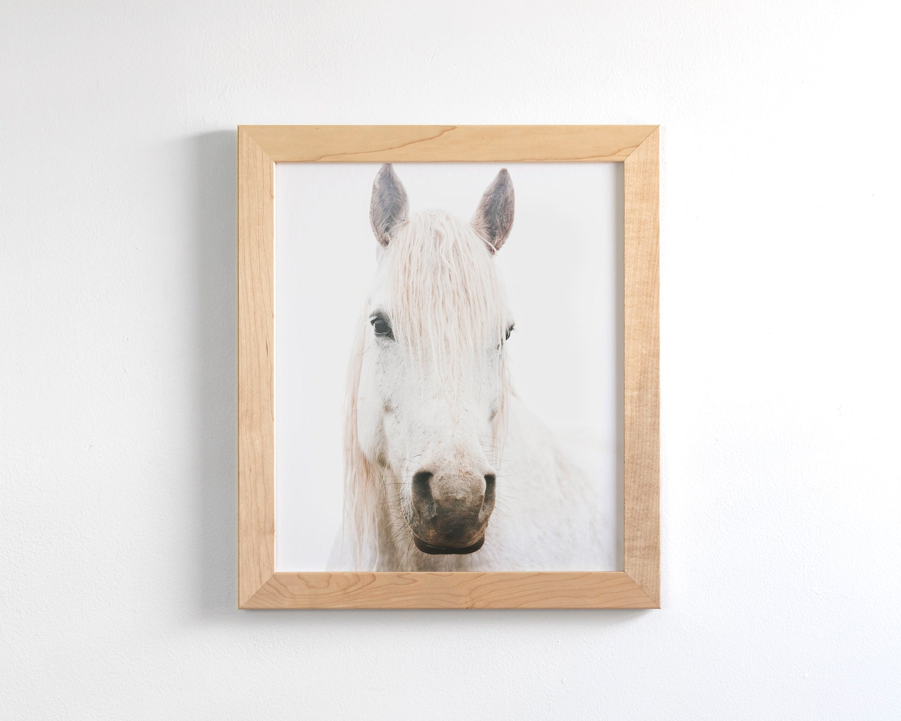 White Horse, Beautiful Gaze