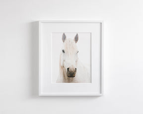White Horse, Beautiful Gaze