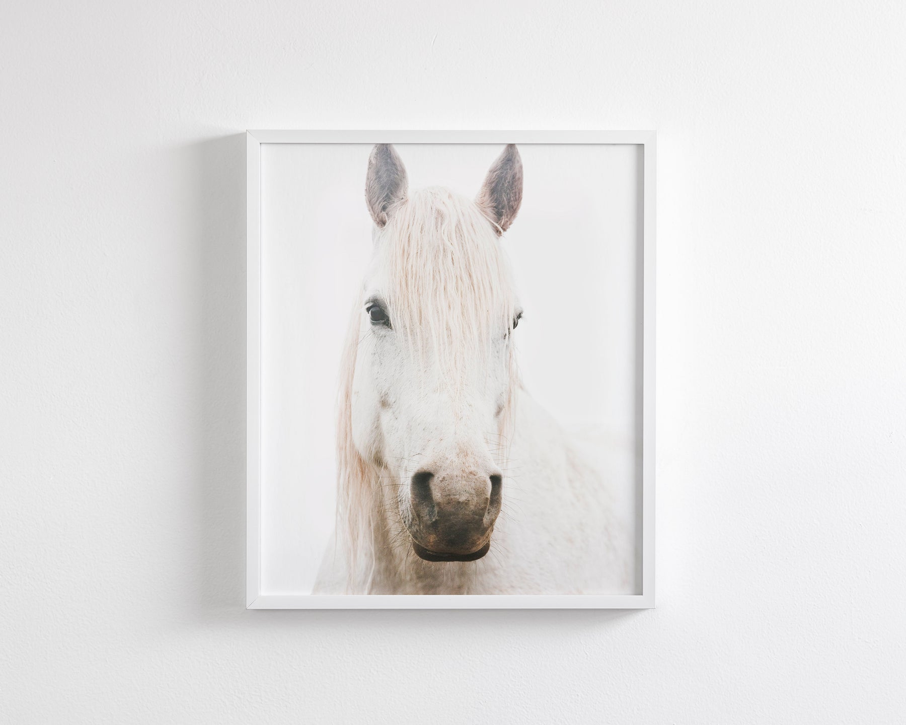 White Horse, Beautiful Gaze