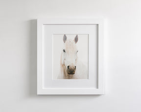 White Horse, Beautiful Gaze