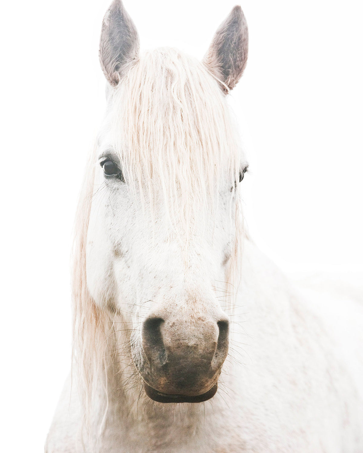 White Horse, Beautiful Gaze