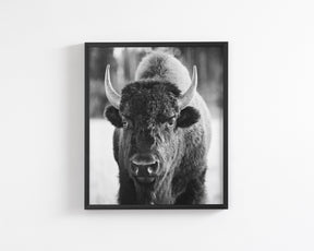Bison, Vertical