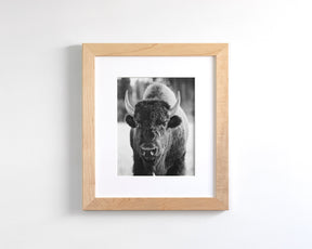 Bison, Vertical