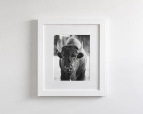 Bison, Vertical