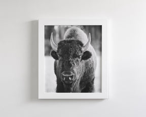 Bison, Vertical
