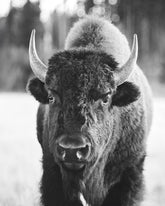 Bison, Vertical