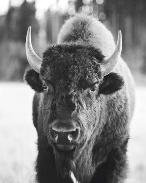 Bison, Vertical