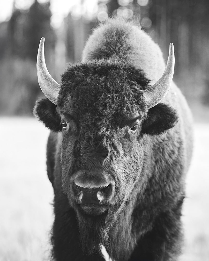 Bison, Vertical