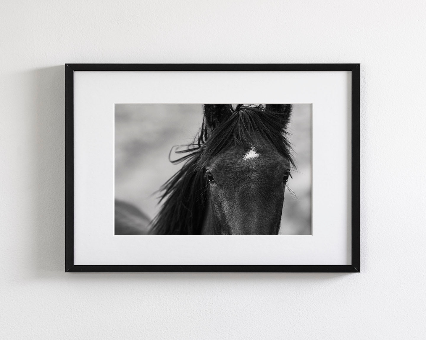 Wild Black Horse Portrait