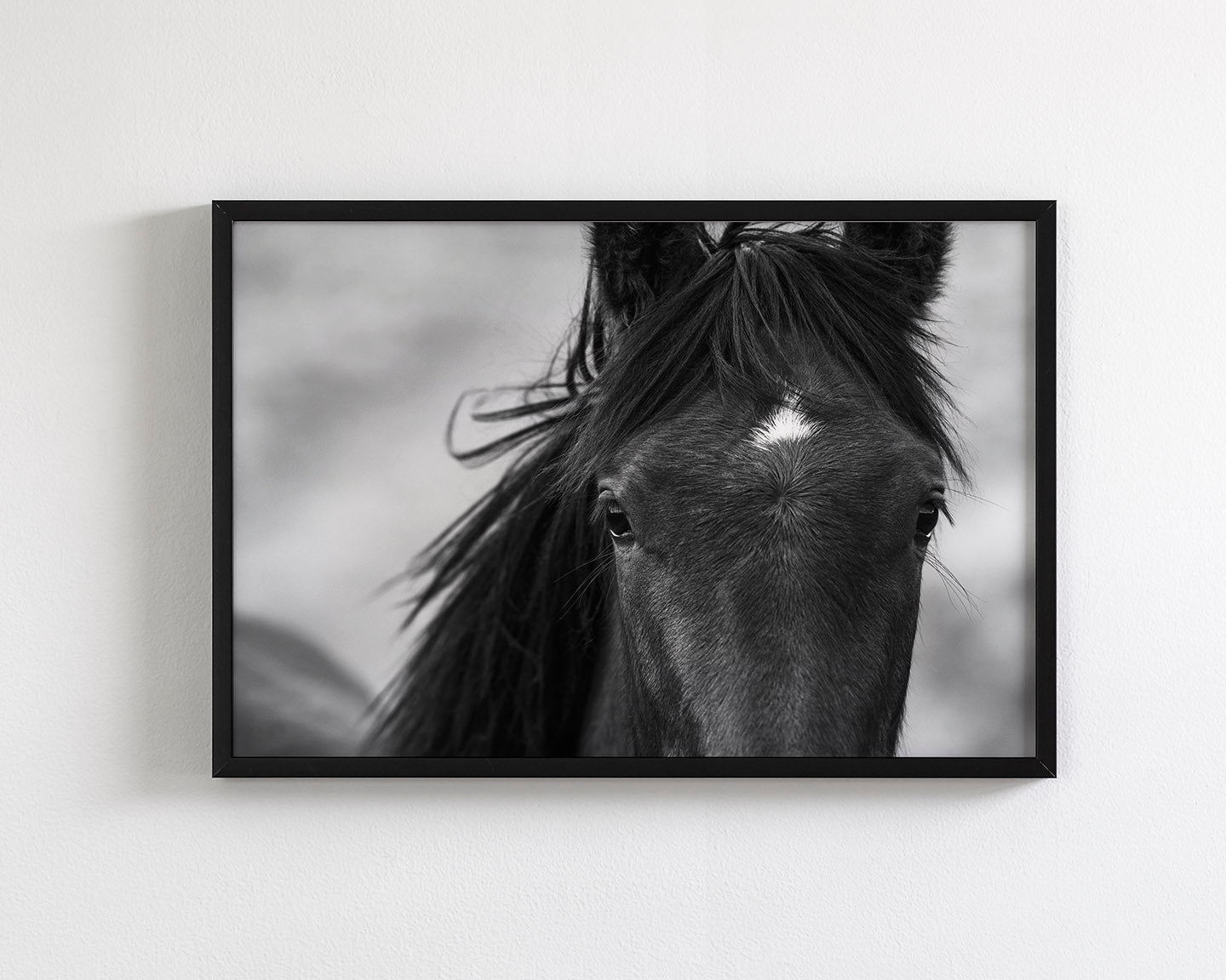 Wild Black Horse Portrait