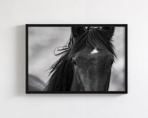 Wild Black Horse Portrait