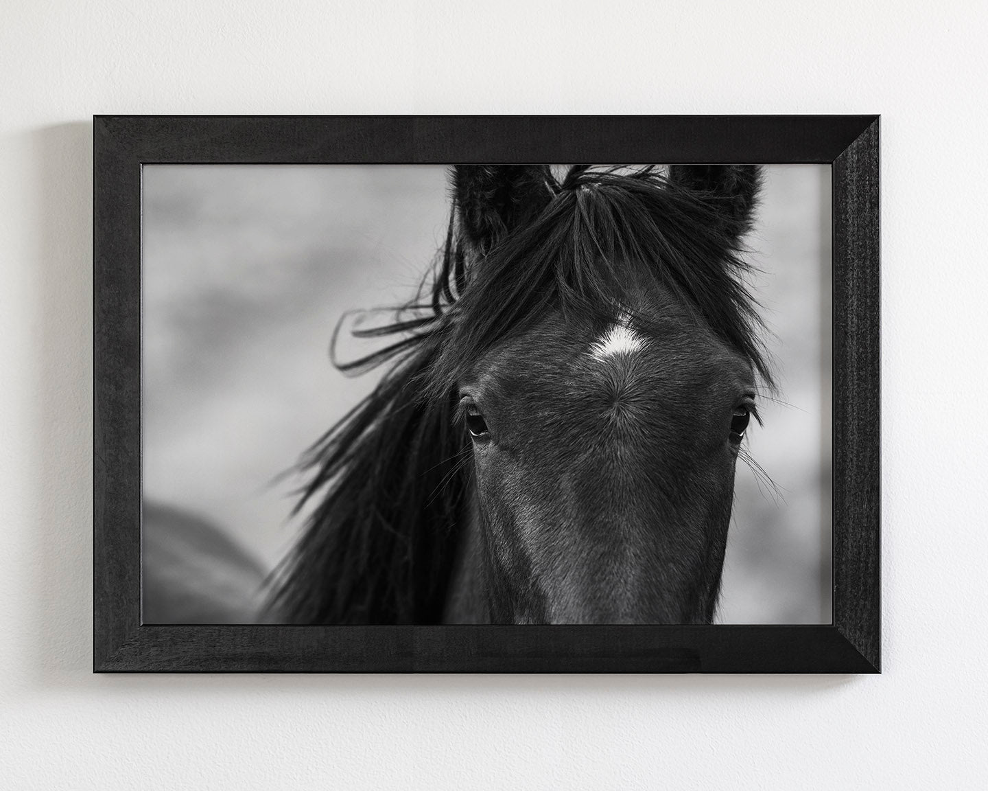 Wild Black Horse Portrait