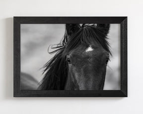 Wild Black Horse Portrait