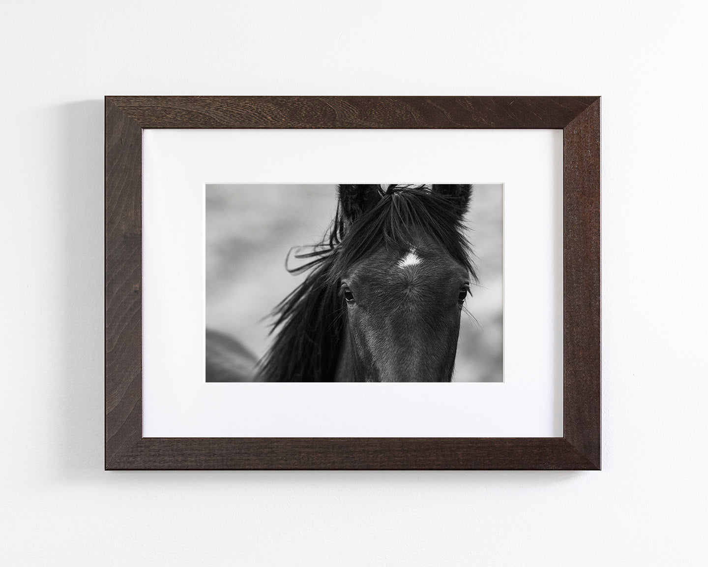 Wild Black Horse Portrait