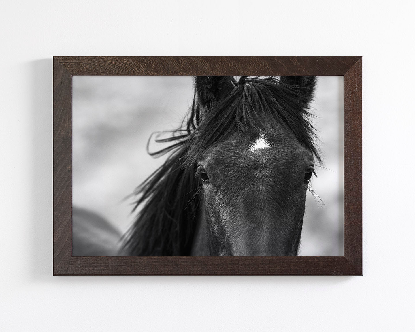 Wild Black Horse Portrait