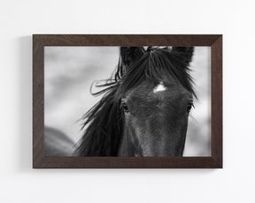 Wild Black Horse Portrait