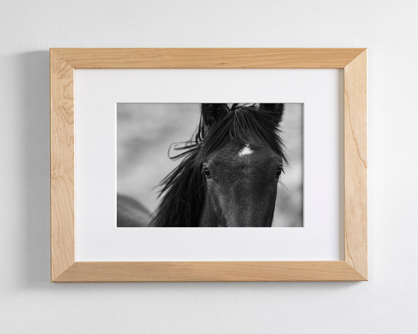 Wild Black Horse Portrait