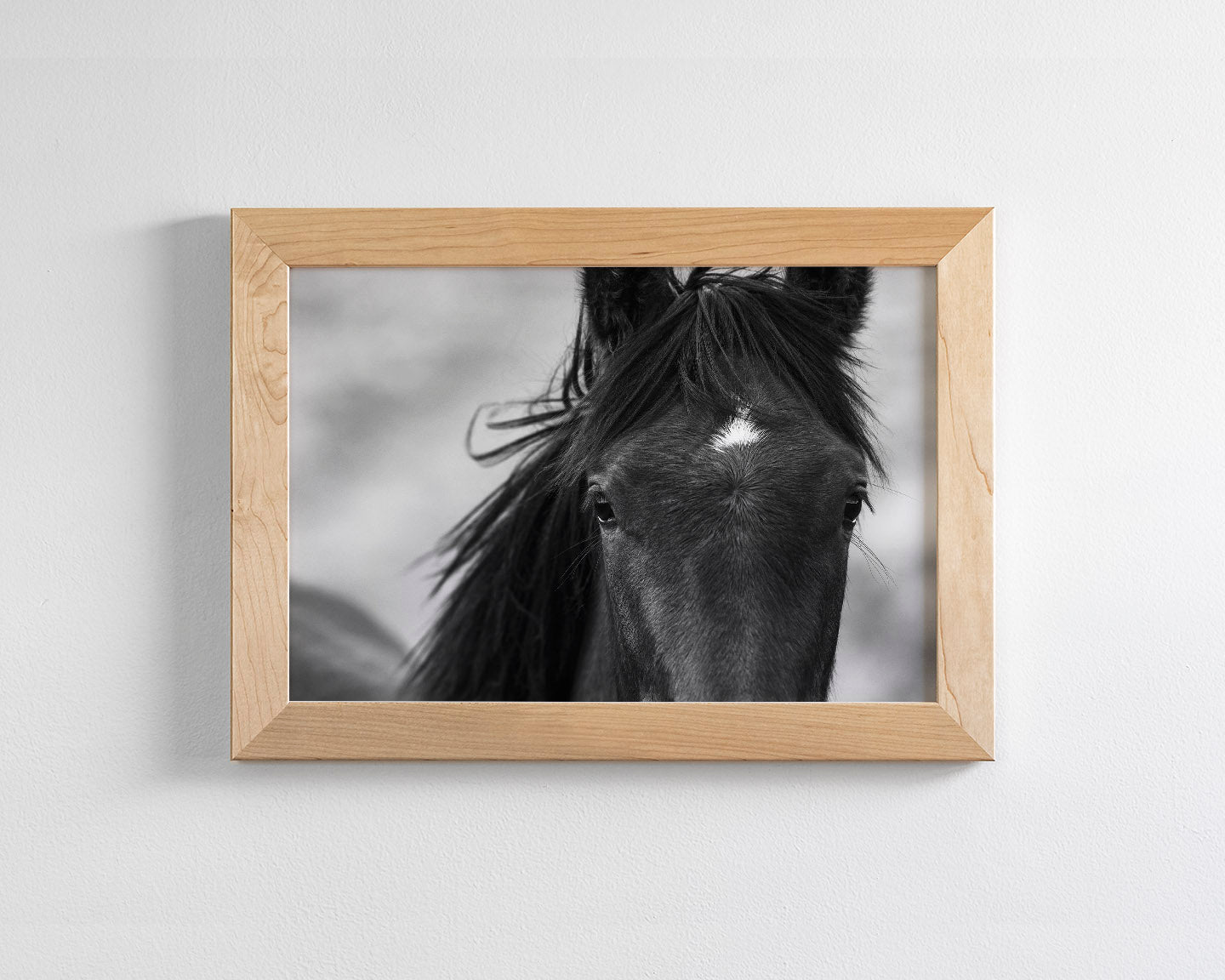 Wild Black Horse Portrait